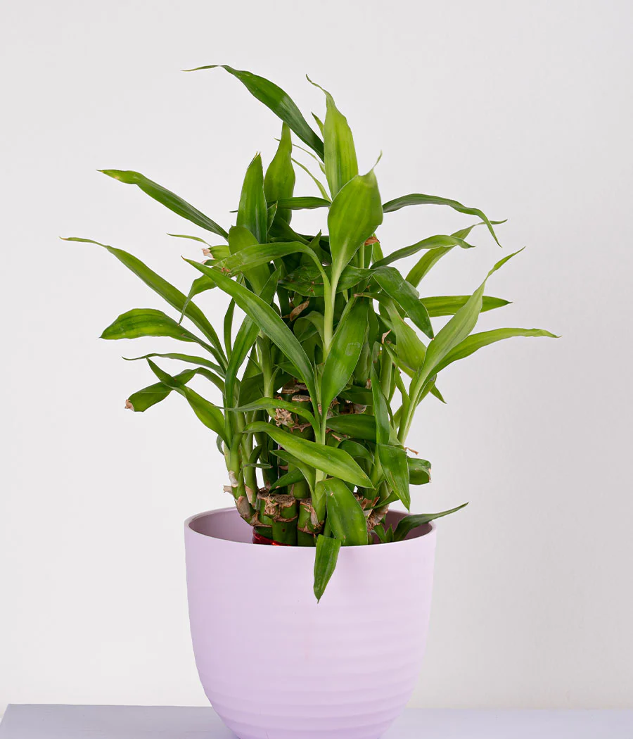 2 Layer Lucky Bamboo in Pastel Pink Planter - Image 2