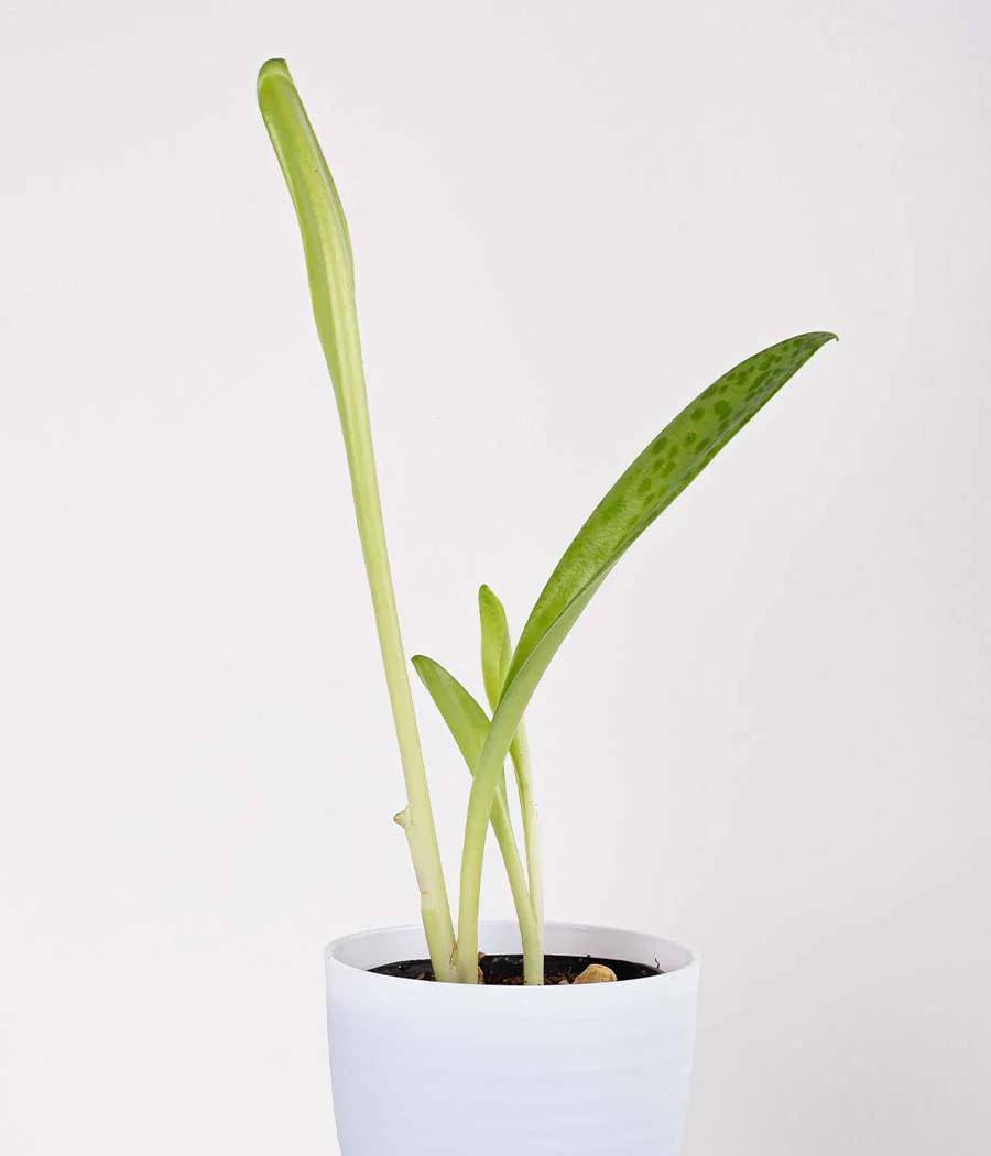 2 Layer Lucky Bamboo in Pastel Pink Planter - Image 3