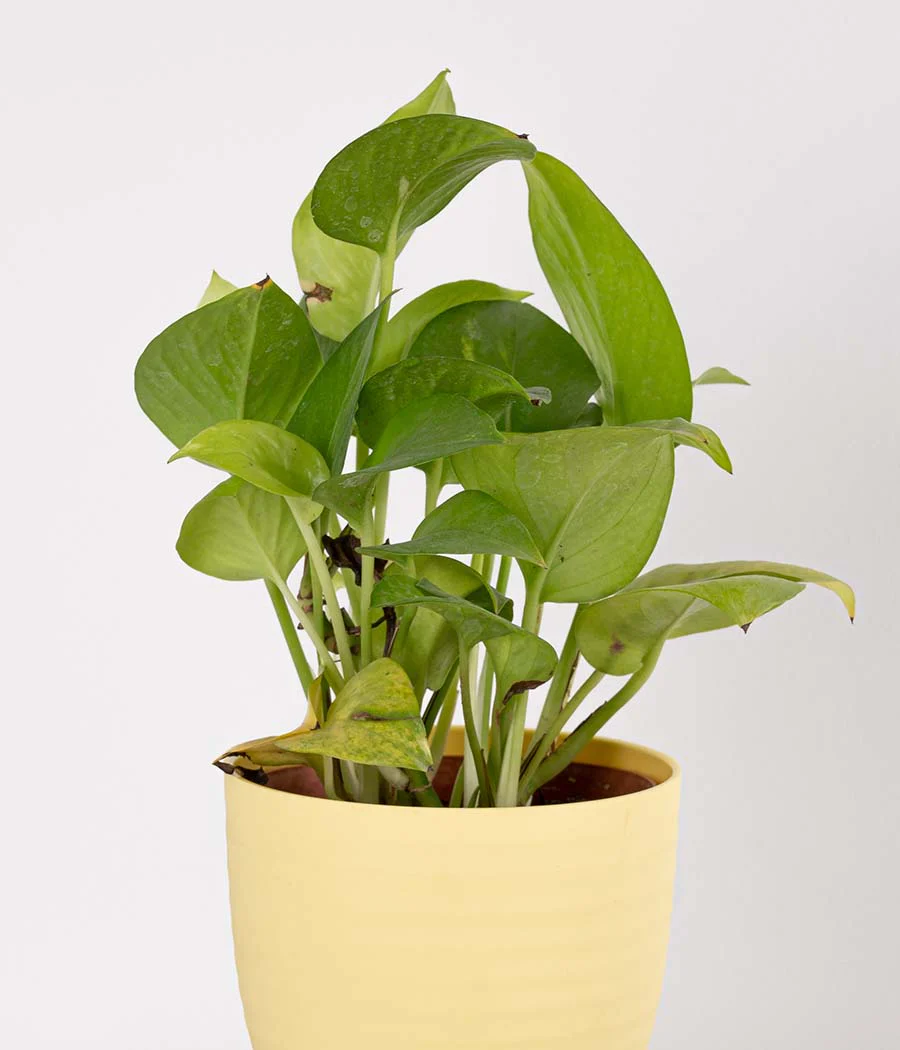 2 Layer Lucky Bamboo in Pastel Pink Planter - Image 4