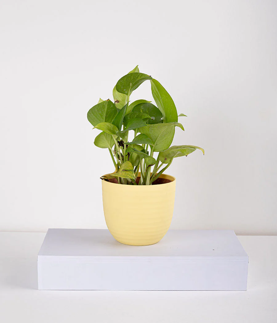 2 Layer Lucky Bamboo in Pastel Pink Planter - Image 6