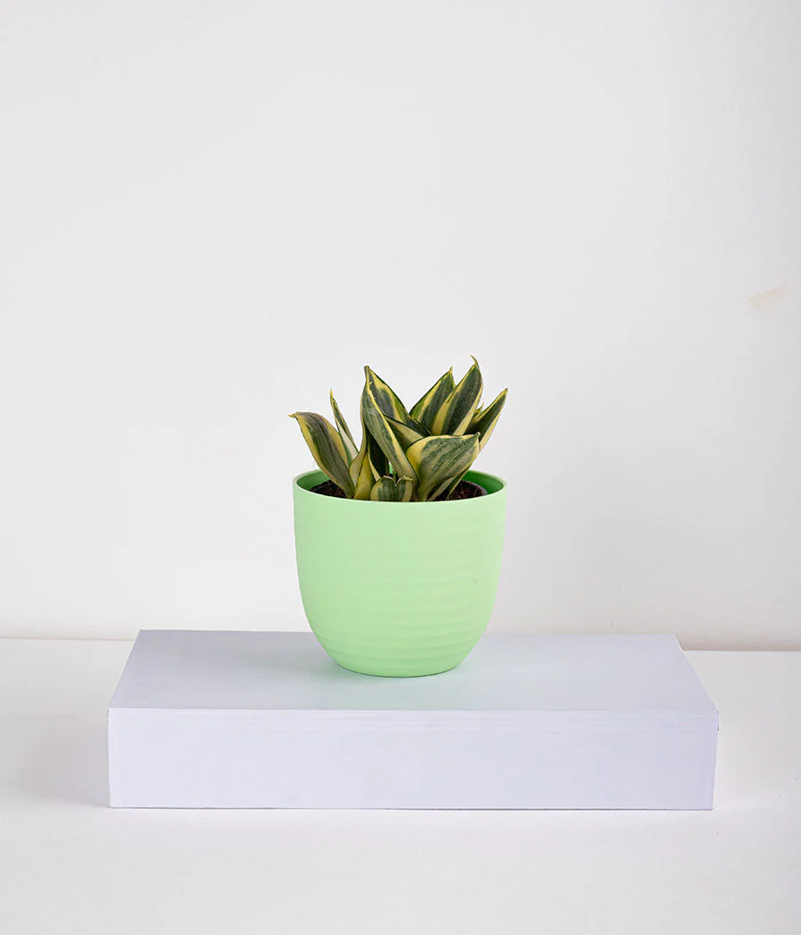 2 Layer Lucky Bamboo in Pastel Pink Planter - Image 7