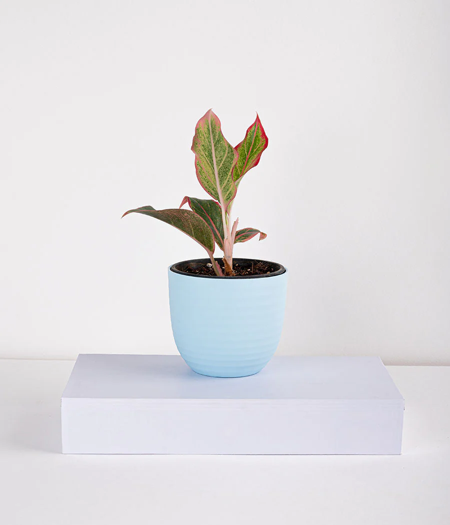 Plant In Pastel Planters - Image 4