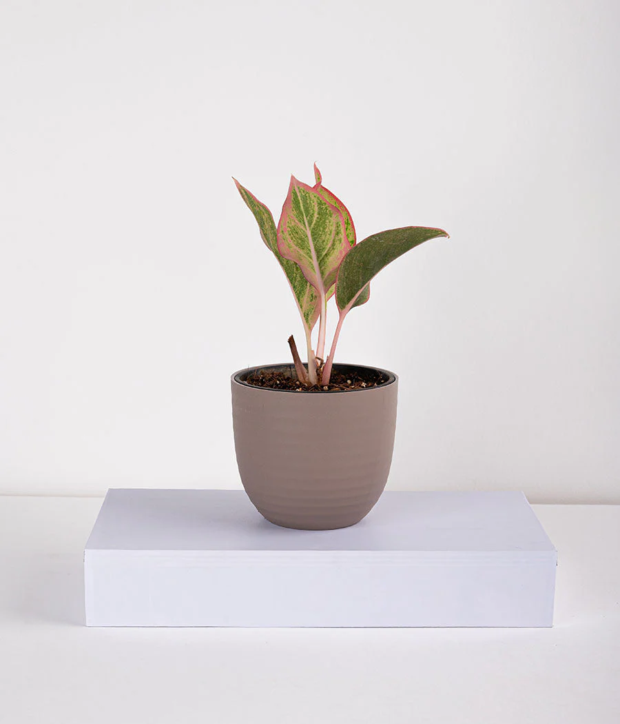 Plant In Pastel Planters - Image 5