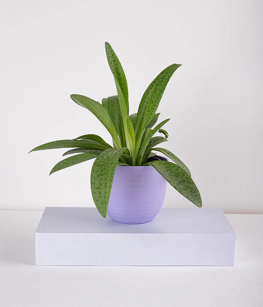 Plant In Pastel Planters - Image 6