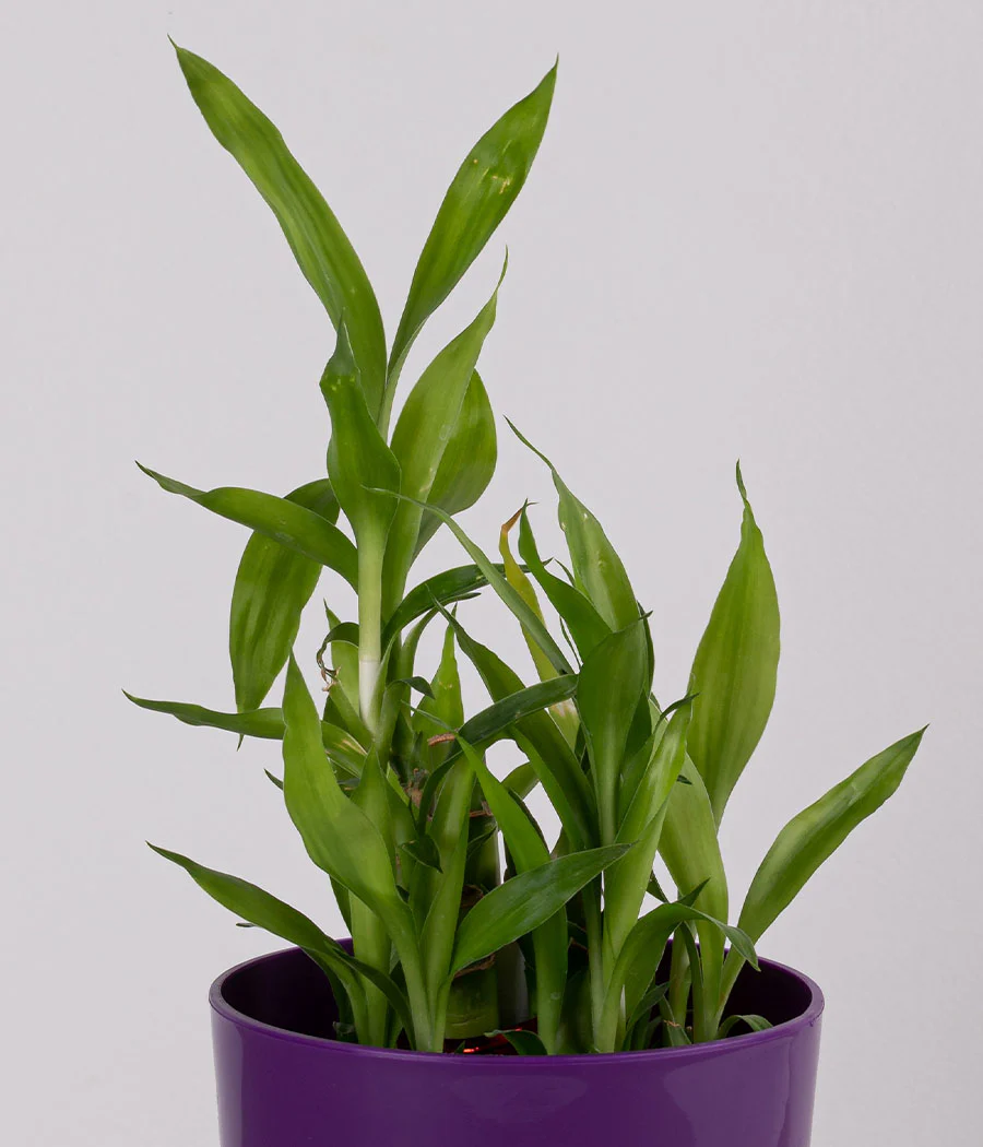 Plant in Sunny-side Green Planter - Image 2