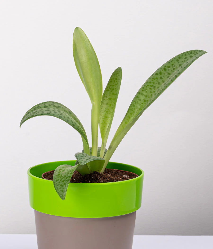 Plant in Sunny-side Green Planter - Image 3