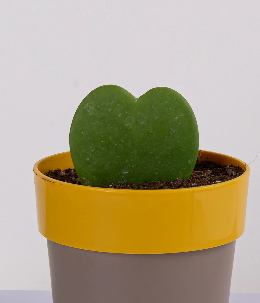 Plant in Sunny-side Green Planter - Image 4