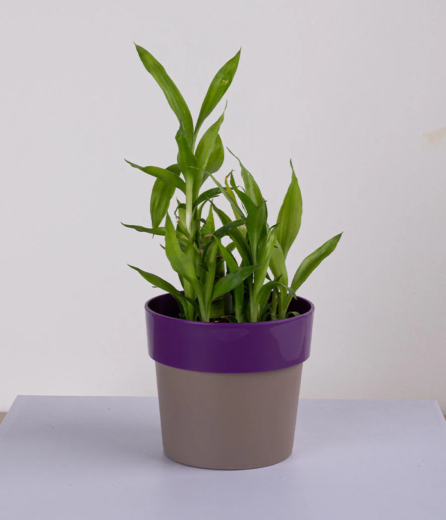 Plant in Sunny-side Green Planter - Image 5