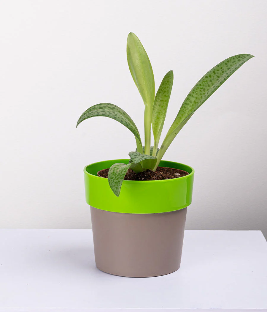 Plant in Sunny-side Green Planter - Image 6