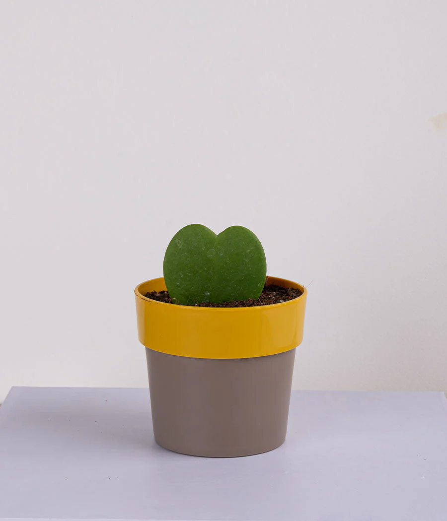 Plant in Sunny-side Green Planter - Image 7