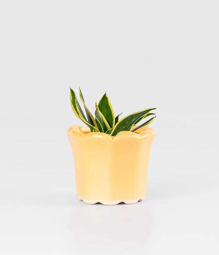 Sansevieria Lotus In Tulip-Shaped Planter
