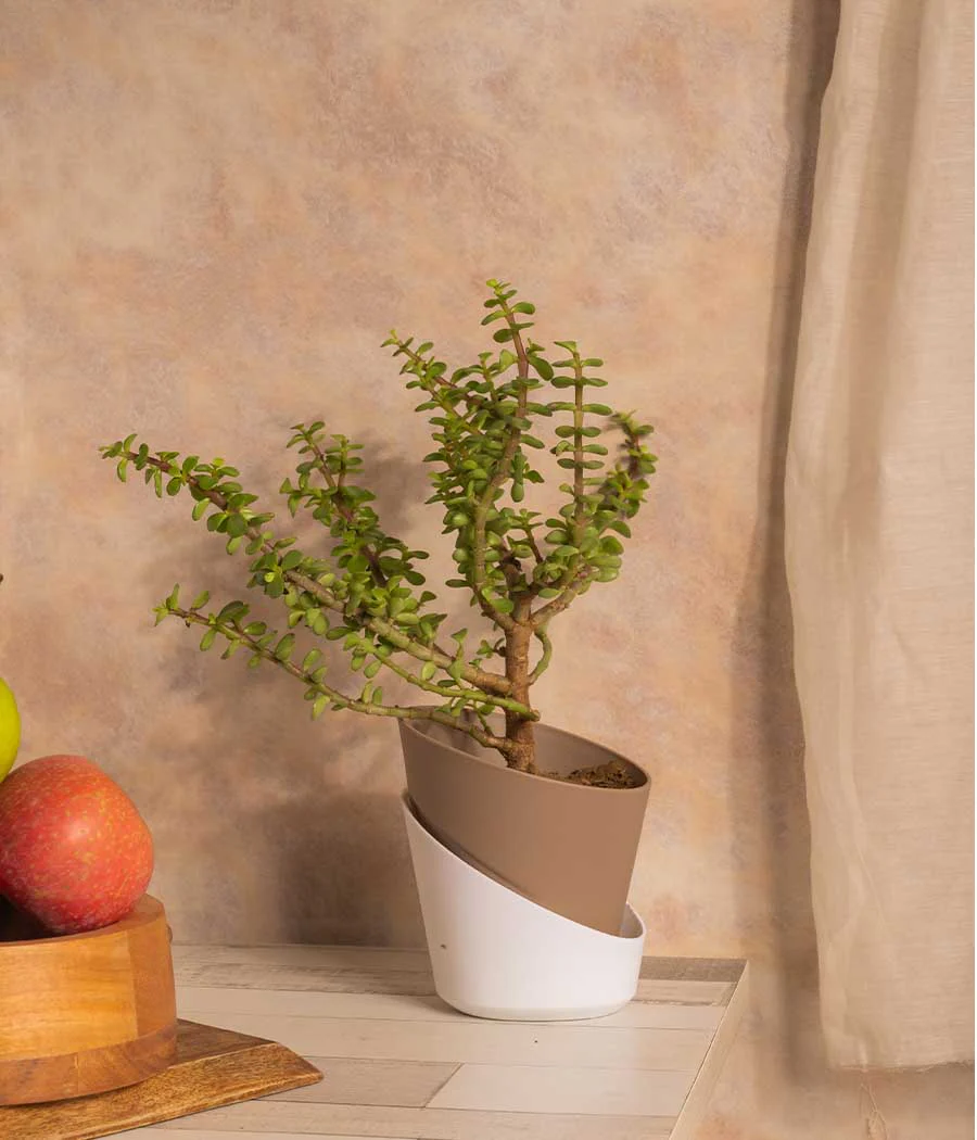 Self Watering Planter - Image 4