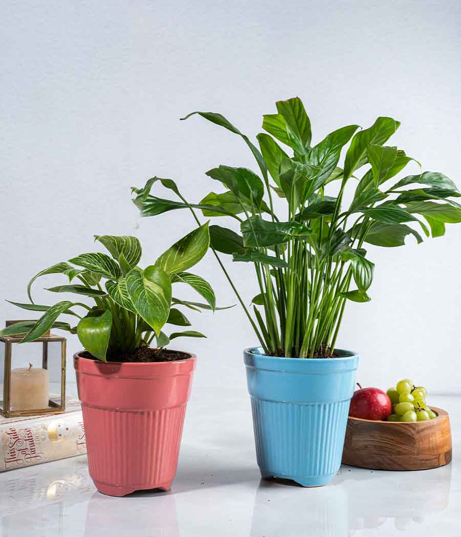 Set of 2 : Philodendron Birkin + Peace Lily in Tall Ceramic Planters - Image 3