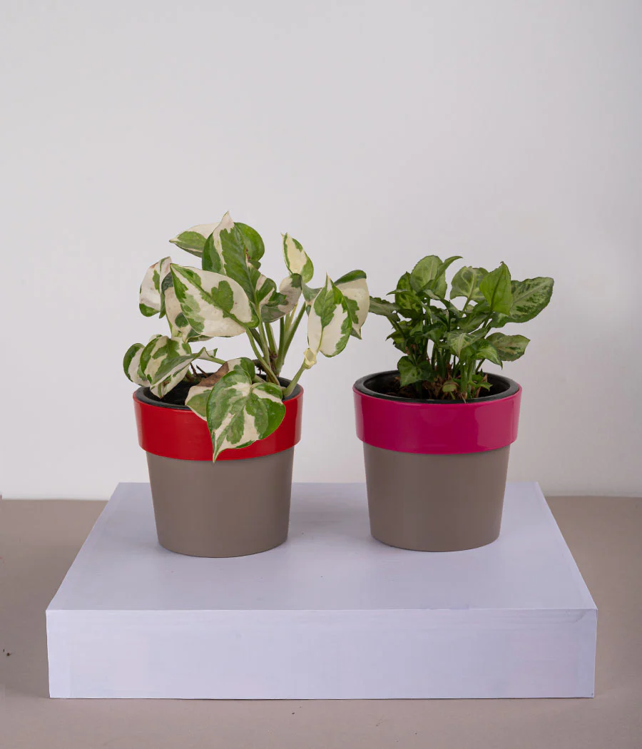 Set of 2: Queen Marble Money Plant + Syngonium Mini in Sunny-side Red & Pink Planters