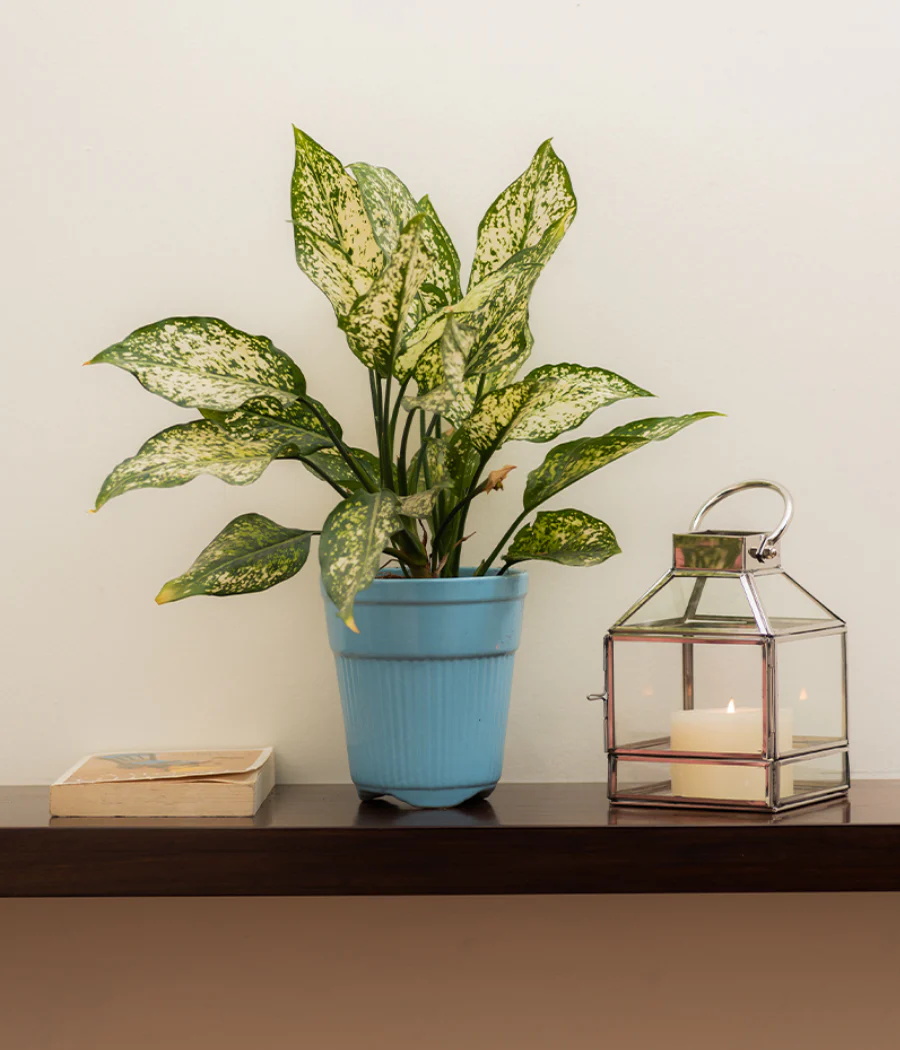 Tall Blue Ceramic Planter