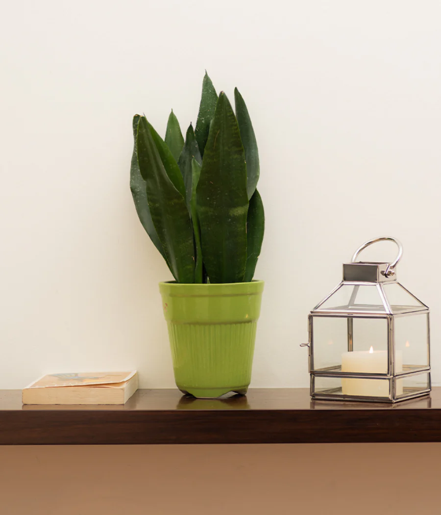 Tall Green Ceramic Planter