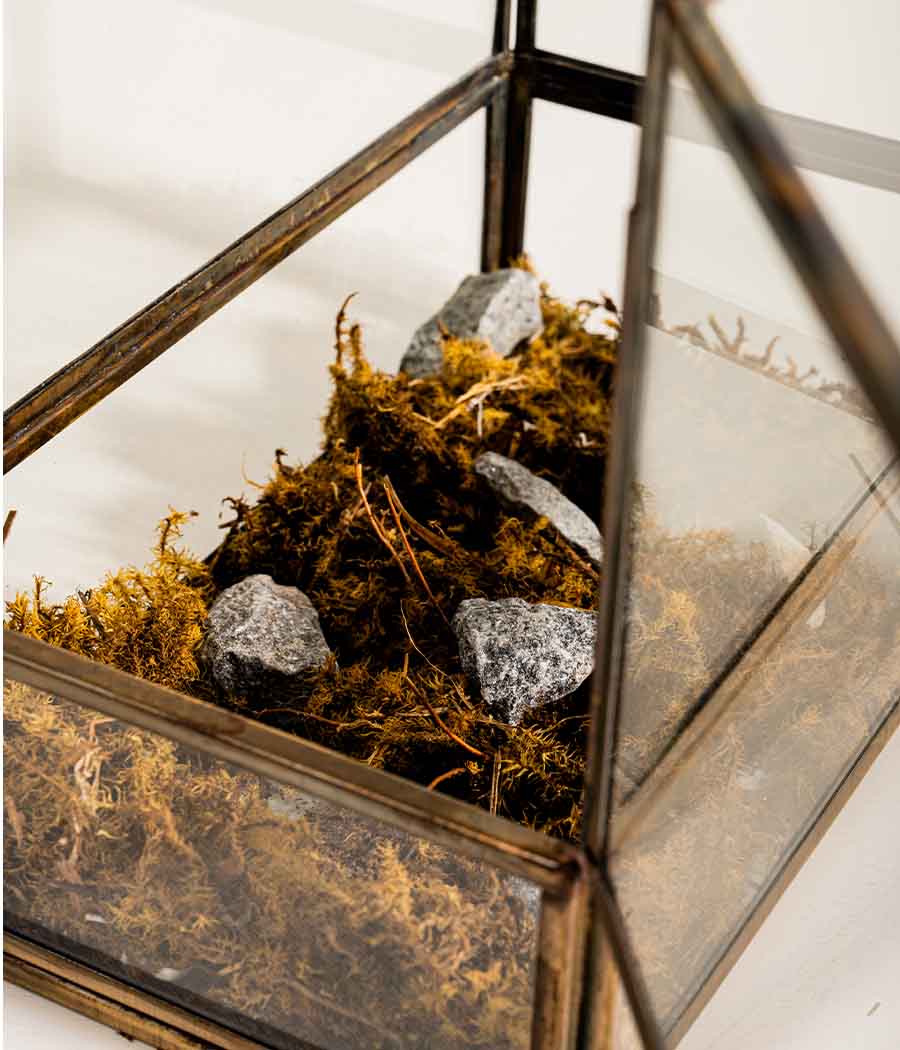 Vatican Terrarium - Image 5